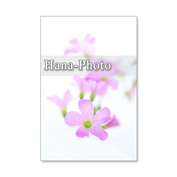 1212) ピンクのカタバミのクローズアップ　　ポストカード5枚組 1枚目の画像