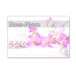 1212) ピンクのカタバミのクローズアップ　　ポストカード5枚組 2枚目の画像