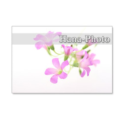 1212) ピンクのカタバミのクローズアップ　　ポストカード5枚組 3枚目の画像