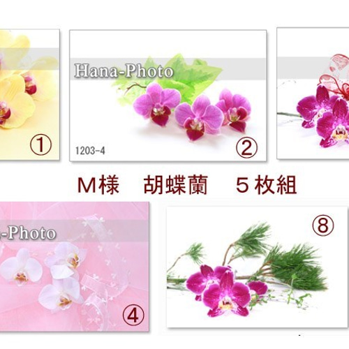 M様 胡蝶蘭 ポストカード5枚組 ポストカード Hana-Photo 通販｜Creema 