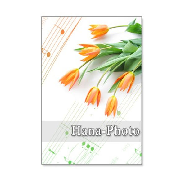 1217）春の花　チューリップ　　5枚組ポストカード 1枚目の画像