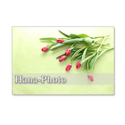 1217）春の花　チューリップ　　5枚組ポストカード 5枚目の画像