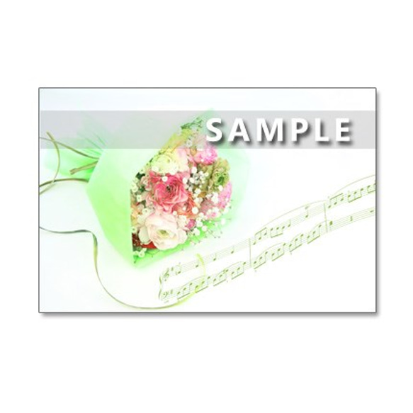 1218）春の花　アネモネ・ラナンキュラス　　ポストカード5枚組 3枚目の画像