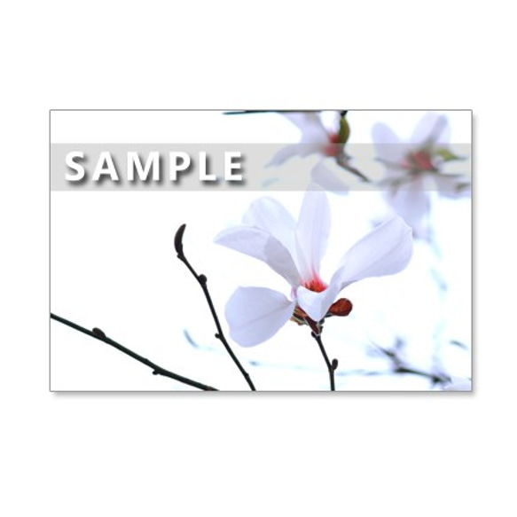 1220）スキミア、ハーデンベルギアなど春の花　ポストカード5枚組 5枚目の画像