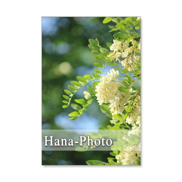 1238) 　ニセアカシア、ユリノキ、桐、藤、大紅空木　初夏の花　　     ポストカード5枚組　 1枚目の画像