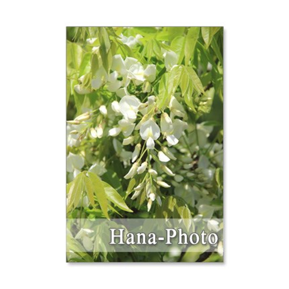1238) 　ニセアカシア、ユリノキ、桐、藤、大紅空木　初夏の花　　     ポストカード5枚組　 4枚目の画像