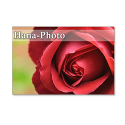 1240)　バラのアップ　2　     ポストカード5枚組 2枚目の画像