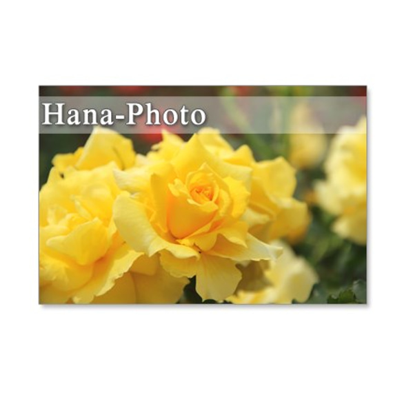 1243)　鮮やかな黄色系とピンク系のバラ     ポストカード5枚組　 1枚目の画像