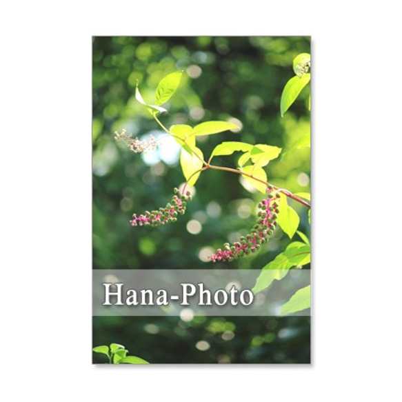 1246）緑のある花の風景    ポストカード5枚組 3枚目の画像