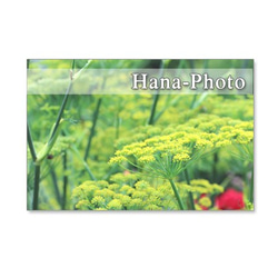 1246）緑のある花の風景    ポストカード5枚組 5枚目の画像