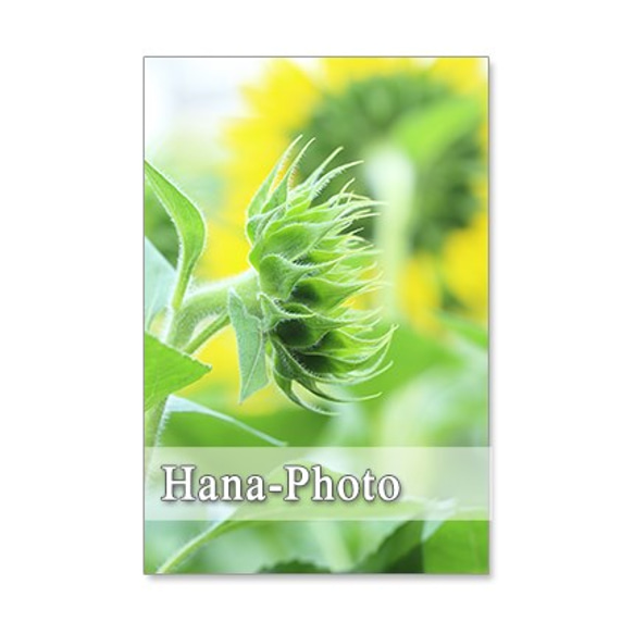 1250)ヒマワリのツボミ     ポストカード5枚組 2枚目の画像