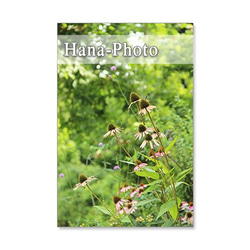 1253) 緑と仲良しの花たち     ポストカード5枚組 5枚目の画像