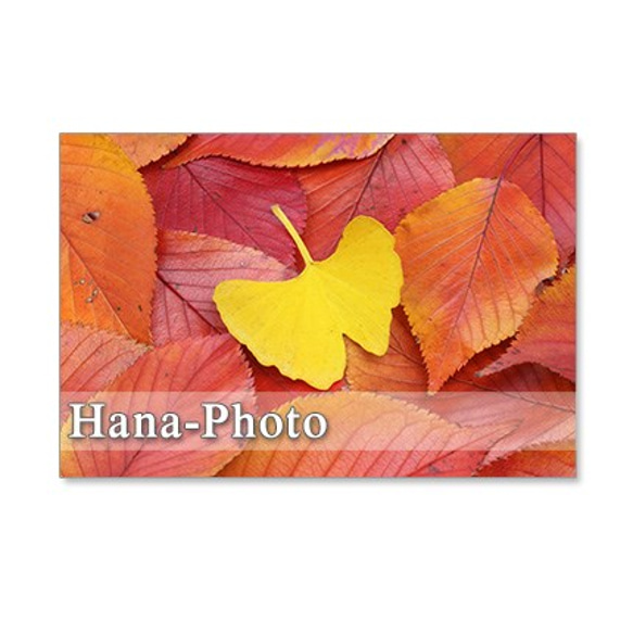 1254）秋の足音    ポストカード5枚組 4枚目の画像