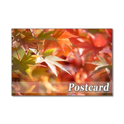 1272) 素敵で華やかな秋      ポストカード5枚組 2枚目の画像
