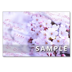 1283)御衣黄、関山、染井吉野、八重紅枝垂れ桜、大島桜       ポストカード５枚セット 3枚目の画像
