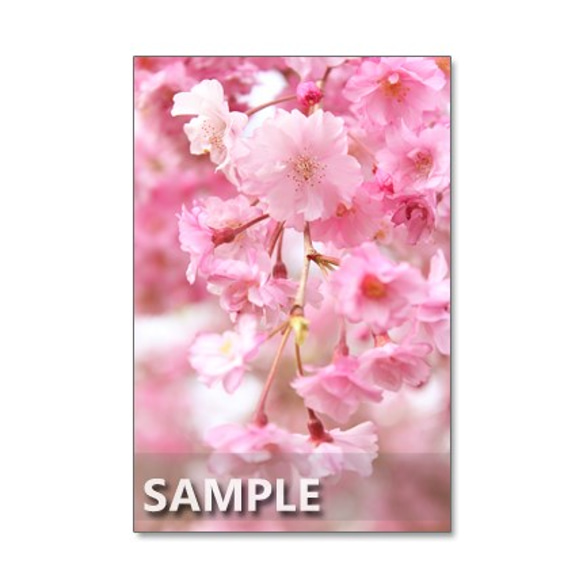 1283)御衣黄、関山、染井吉野、八重紅枝垂れ桜、大島桜       ポストカード５枚セット 4枚目の画像