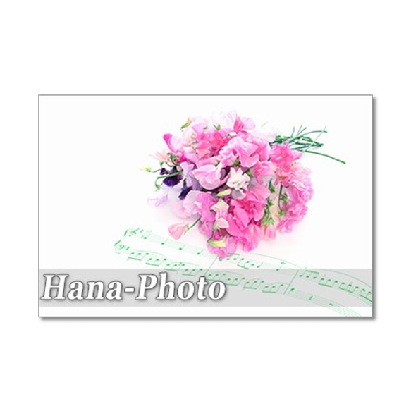 1285）楽譜と花：春の花　       ポストカード５枚セット 4枚目の画像