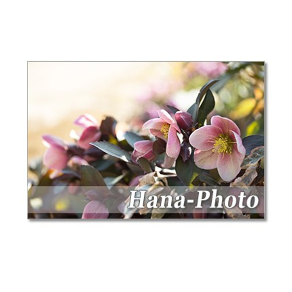 1291) 早春の花　雪割草、スノードロップ、クリスマスローズ、福寿草、ガーデンシクラメン        ポストカード５ 2枚目の画像