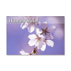 1297)河津桜、しだれ桜、緋寒桜、八重枝垂れ桜        ポストカード５枚セット 3枚目の画像