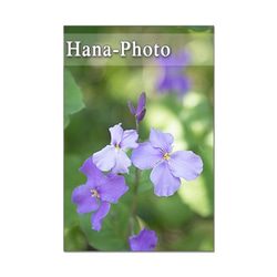 1304) ハナダイコン、アヤメ、スノーフレーク、ハナニラ　   ポストカード5枚組 2枚目の画像