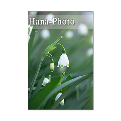 1304) ハナダイコン、アヤメ、スノーフレーク、ハナニラ　   ポストカード5枚組 4枚目の画像