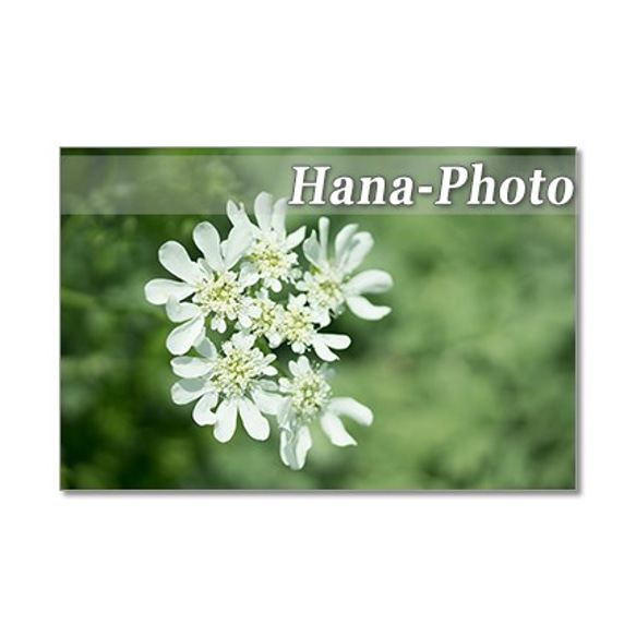 1322) 白い花（勿忘草、クレマチス、オルレア、バラなど）　ポストカード5枚組 4枚目の画像