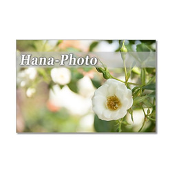 1323) 美しいバラたち 1    　ポストカード5枚組 3枚目の画像