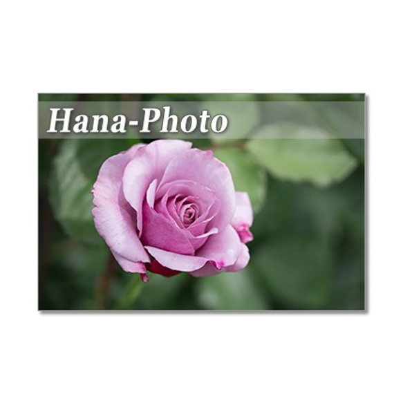1323) 美しいバラたち 1    　ポストカード5枚組 4枚目の画像