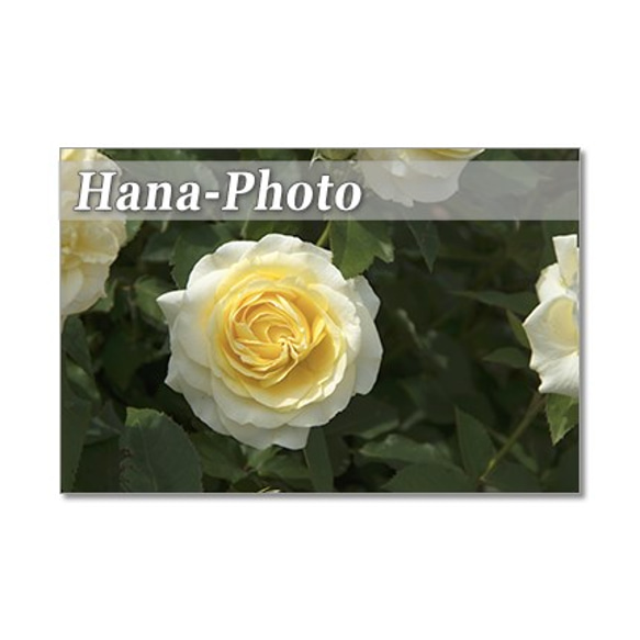 1323) 美しいバラたち 1    　ポストカード5枚組 5枚目の画像
