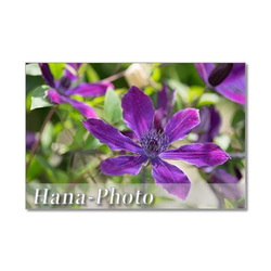 1325) 紫のクレマチス 　ポストカード5枚組 3枚目の画像
