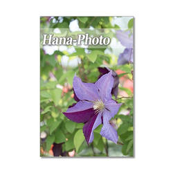 1325) 紫のクレマチス 　ポストカード5枚組 4枚目の画像