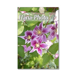 1325) 紫のクレマチス 　ポストカード5枚組 5枚目の画像