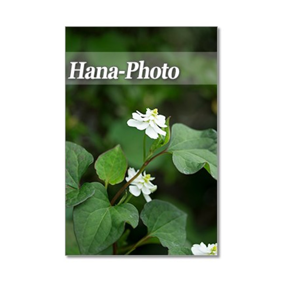 1326) 白い小さな花たち　ポストカード5枚組 3枚目の画像