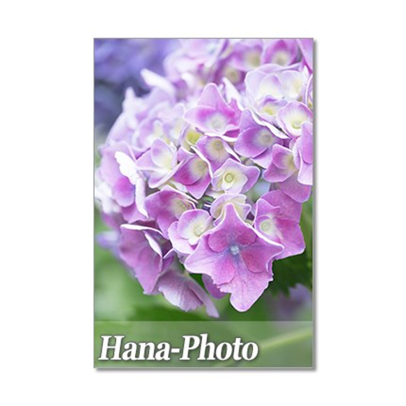 1327) 雨の季節の紫陽花　ポストカード5枚組 4枚目の画像
