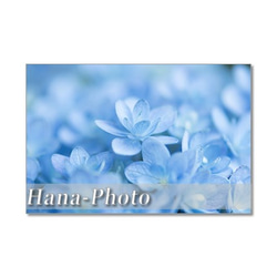1329)  美しいブルーの紫陽花 　ポストカード5枚組 1枚目の画像