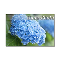 1329)  美しいブルーの紫陽花 　ポストカード5枚組 3枚目の画像