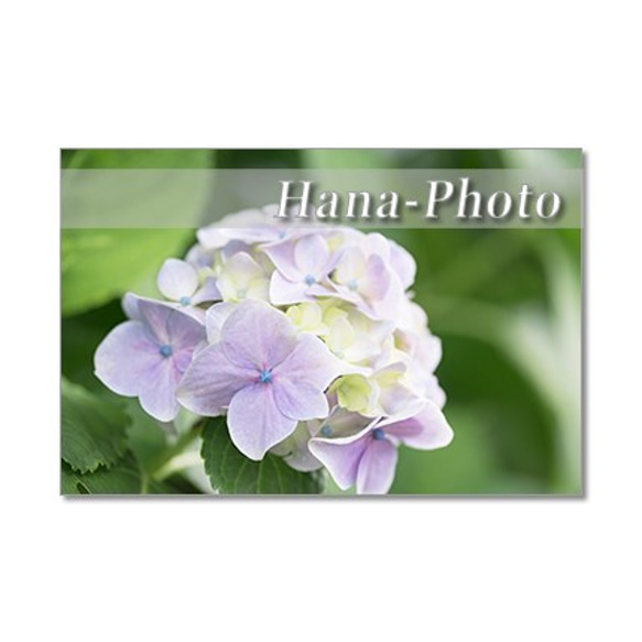 1329)  美しいブルーの紫陽花 　ポストカード5枚組 4枚目の画像