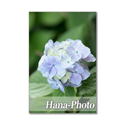 1329)  美しいブルーの紫陽花 　ポストカード5枚組 5枚目の画像