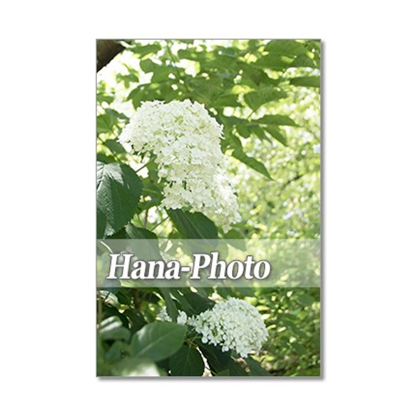 1330) 美しいアナベル　　ポストカード5枚組 5枚目の画像