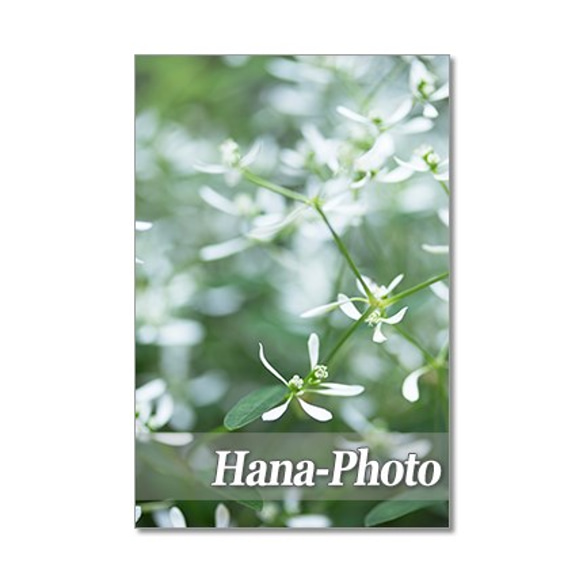 1333) 緑の中の花たち　　ポストカード5枚組 2枚目の画像