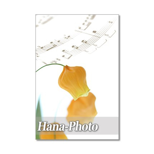 サンダー_ANA 「みんなにうれしいキャンペーン」 プレゼントカード 2枚 1339) 愛らしいサンダーソニア 2 ポストカード5枚組 ポスト
