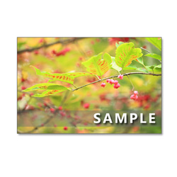 ★1178)　美しい日本の秋　　ポストカード5枚組　再販1 1枚目の画像