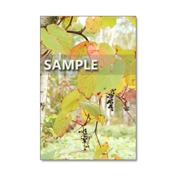 ★1178)　美しい日本の秋　　ポストカード5枚組　再販1 4枚目の画像