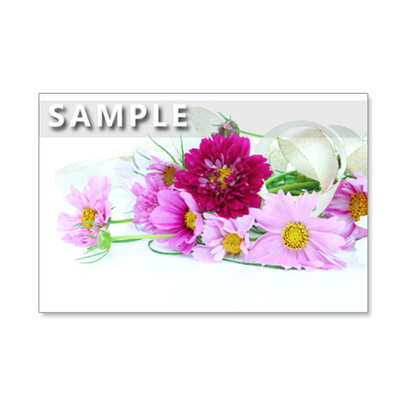 セット　5枚選べるポストカード   美しい秋色の花と葉、実たち(61) 1枚目の画像