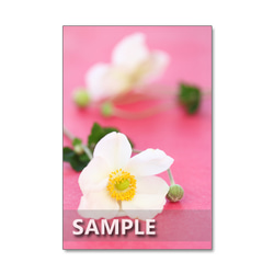 セット　5枚選べるポストカード   美しい秋色の花と葉、実たち(61) 2枚目の画像