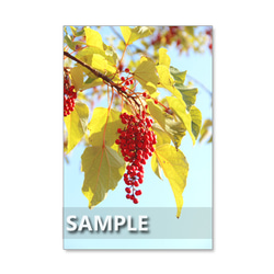 セット　5枚選べるポストカード   美しい秋色の花と葉、実たち(61) 3枚目の画像