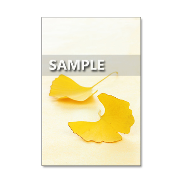 セット　5枚選べるポストカード   美しい秋色の花と葉、実たち(61) 4枚目の画像