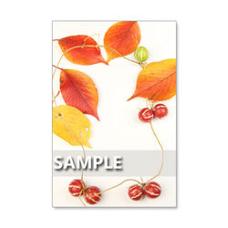 セット　5枚選べるポストカード   美しい秋色の花と葉、実たち(61) 5枚目の画像