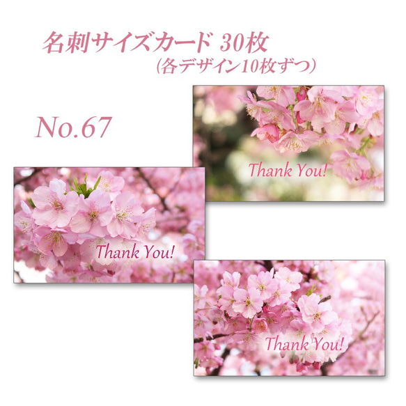 No.67 河津桜　  名刺サイズサンキューカード  30枚 1枚目の画像