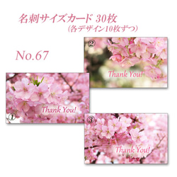 No.67 河津桜　  名刺サイズサンキューカード  30枚 2枚目の画像